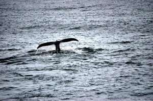 whale at Iceland